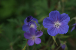 Geranium 'Brookside' bestellen